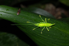 Copiphora rhinoceros