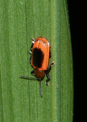 Prosopodonta dorsata
