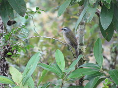 Saltator similis