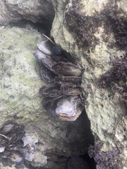 Isognomon alatus