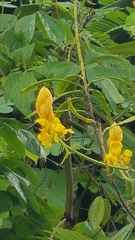 Senna reticulata