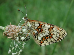 Melitaea celadussa