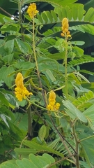 Senna reticulata