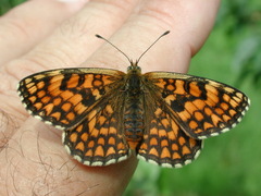 Melitaea celadussa