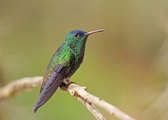 Saucerottia cyanifrons