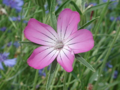 Agrostemma githago