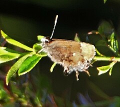 Callophrys henrici