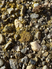 Candelariella aurella