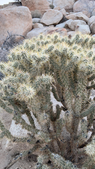 Cylindropuntia echinocarpa