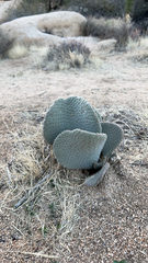 Opuntia basilaris