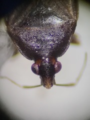 Lyctocoris