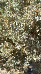 Atriplex hymenelytra