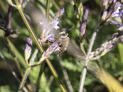 Eucera gracilipes