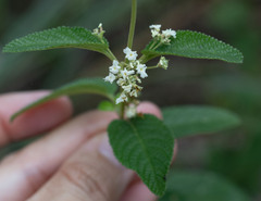 Lippia origanoides