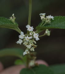 Lippia origanoides