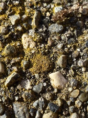 Candelariella aurella