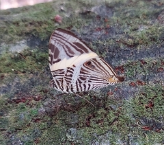 Colobura dirce dirce