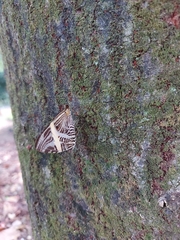 Colobura dirce dirce