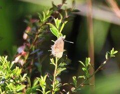 Callophrys henrici