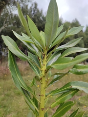 Drimys granadensis