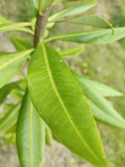 Drimys granadensis