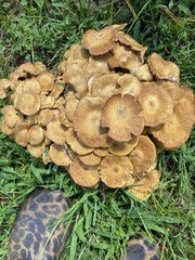 Desarmillaria