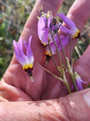 Dodecatheon