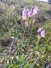 Dodecatheon