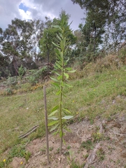 Drimys granadensis