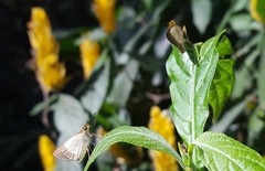 Parphorus pseudecorus