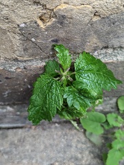Urtica membranacea