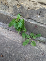 Urtica membranacea