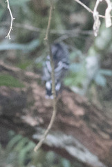 Thamnophilus pelzelni