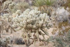 Cylindropuntia echinocarpa