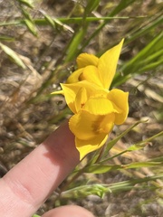 Calochortus amabilis
