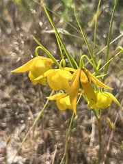 Calochortus amabilis