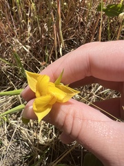 Calochortus amabilis