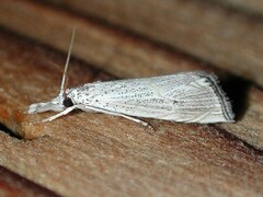 Haimbachia albescens