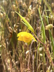 Calochortus amabilis