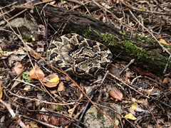 Crotalus totonacus