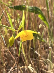 Calochortus amabilis