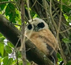 Pulsatrix koeniswaldiana