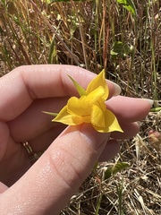 Calochortus amabilis