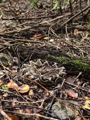 Crotalus totonacus