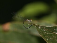 Elattoneura analis