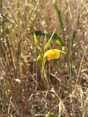 Calochortus amabilis