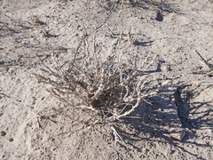 Artemisia spinescens