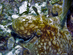 Octopus americanus