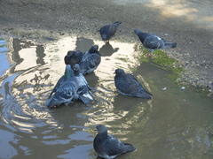 Columba livia domestica