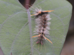 Halysidota ruscheweyhi